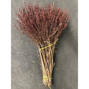 GAGEL 55 CM