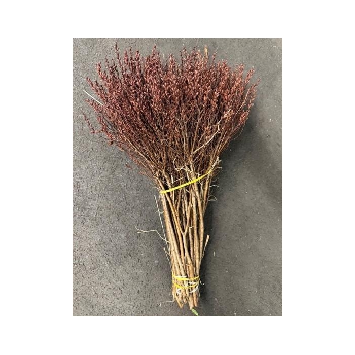 <h4>GAGEL 55 CM</h4>