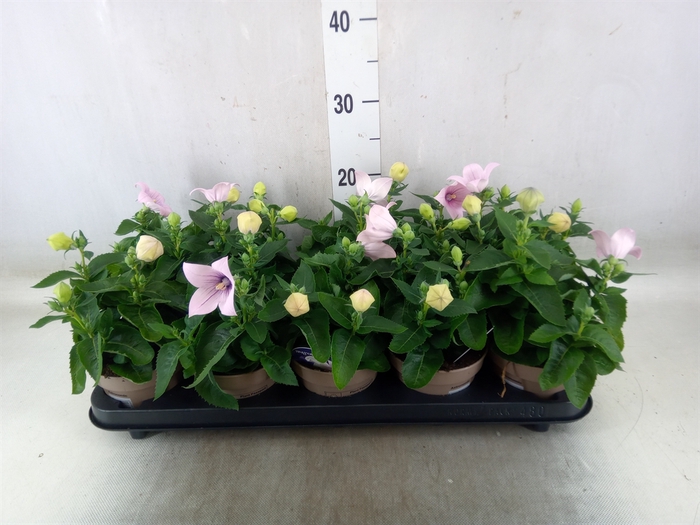 <h4>Platycodon grand. 'Astra Pink'</h4>