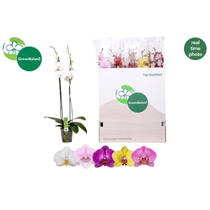 PHAL GEM