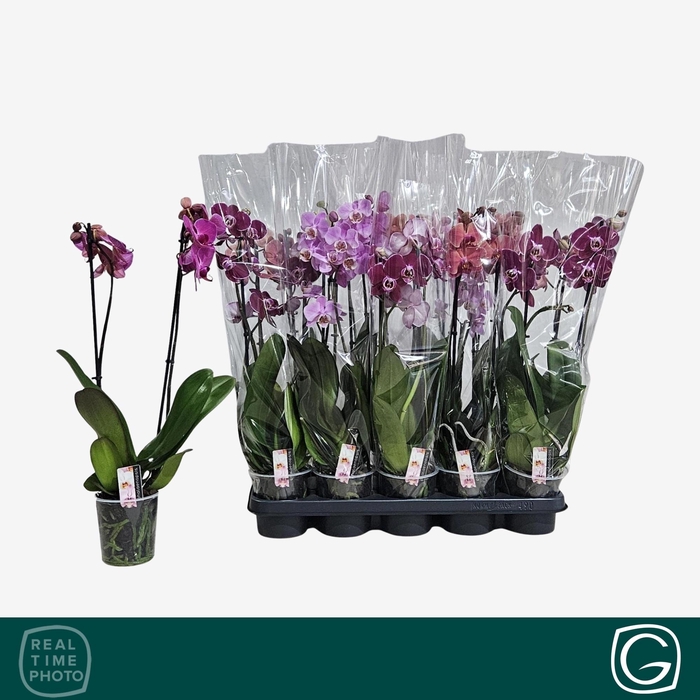 <h4>PHAL GEM 4 KL</h4>