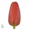 Tulipa si orange juice