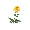 Rosa Yellow