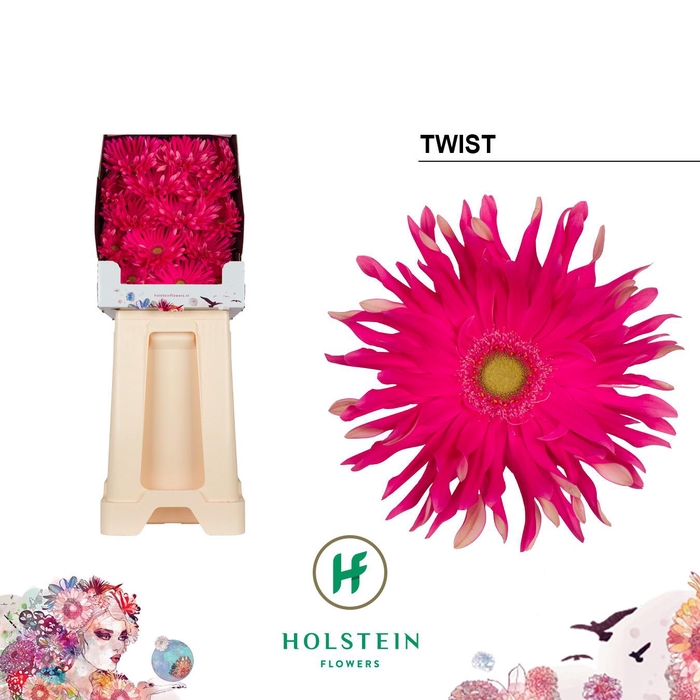 <h4>Gerbera Pasta Twist Diamond</h4>