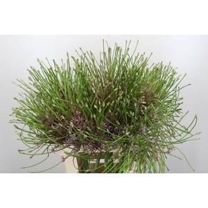 Allium Schubertii