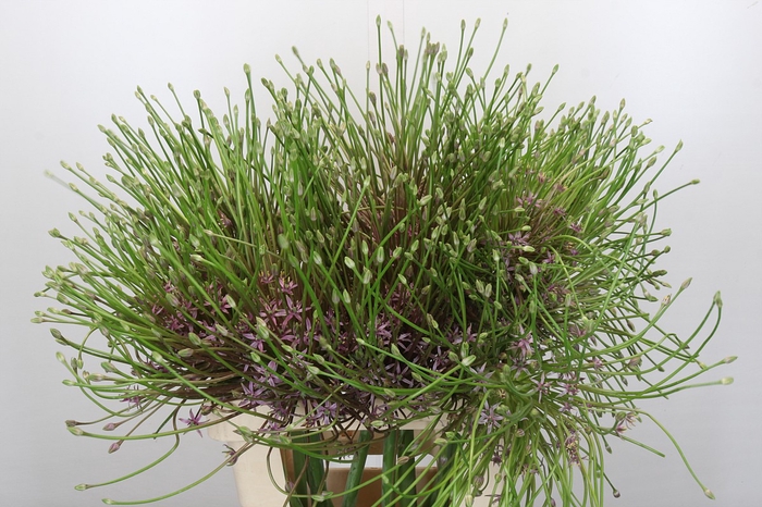 <h4>Allium Schubertii</h4>