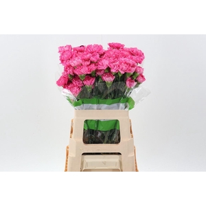 Dianthus ST 'Tonic Golem'