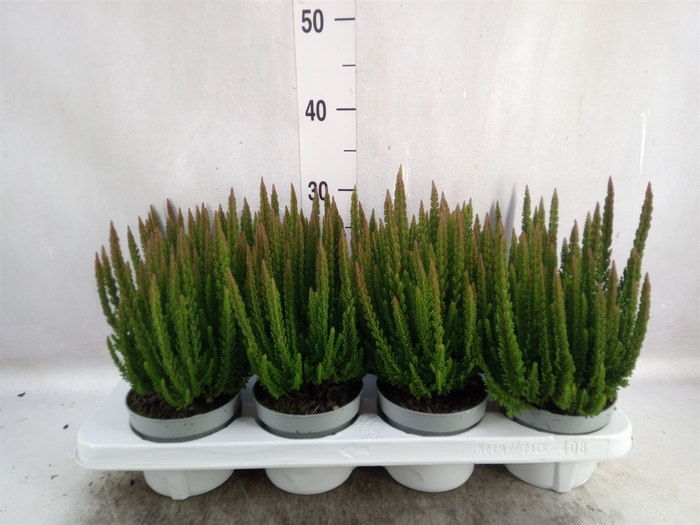 <h4>Calluna vulg. 'Skyline'   ...mix</h4>