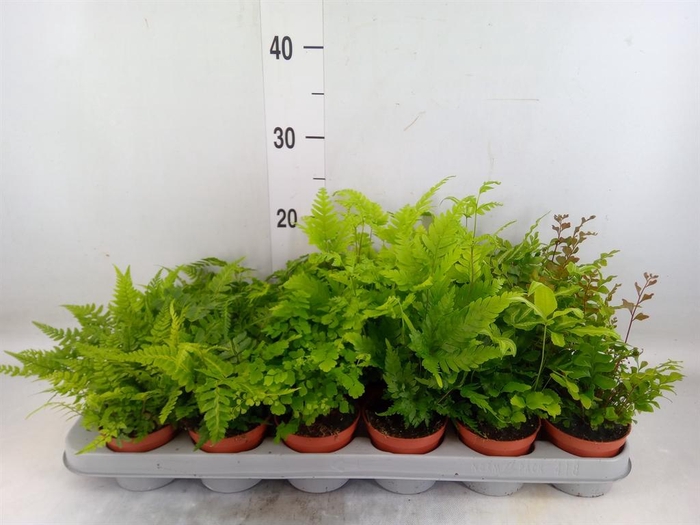 <h4>Ferns   ...mix</h4>