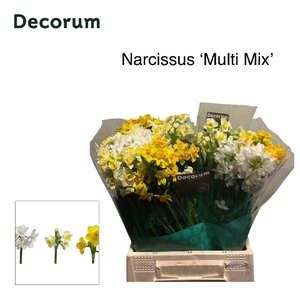 Narcis Multi Mix 566