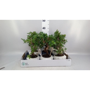 Bonsai   ...mix