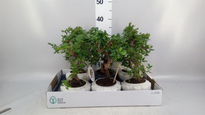 <h4>Bonsai   ...mix</h4>