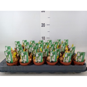 Muscari  'Magic White'