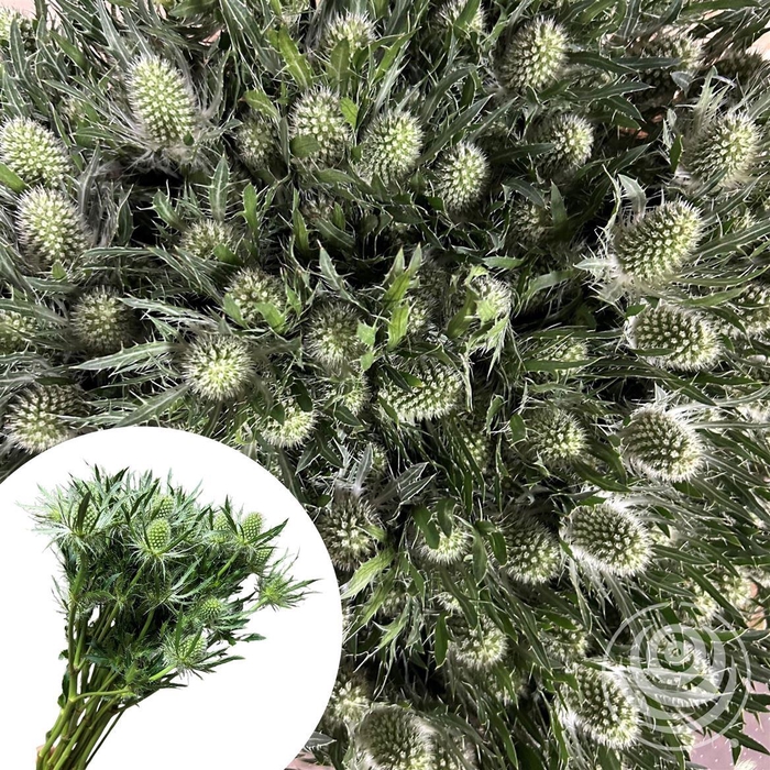 <h4>Eryngium Mag. White Lagoon</h4>