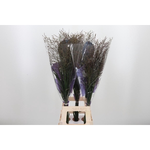 Panicum Warrior