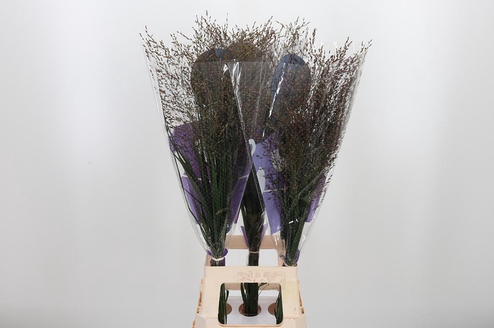<h4>Panicum Warrior</h4>