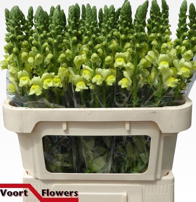 <h4>ANTIRRHINUM MAJUS 'NANTES YELLOW'</h4>