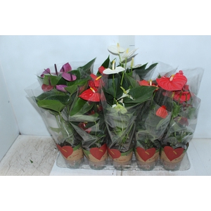 ANTHURIUM VARIADO P12