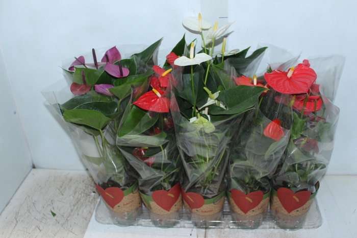<h4>ANTHURIUM VARIADO P12</h4>
