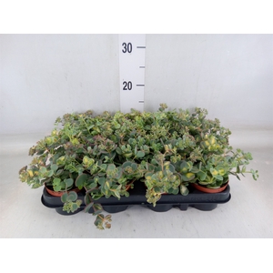 Sedum sieboldii 'Mediovariegatum'