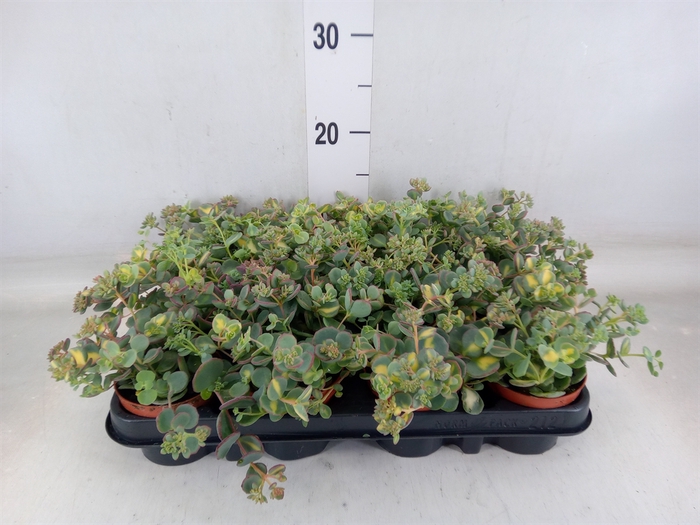<h4>Sedum sieboldii 'Mediovariegatum'</h4>