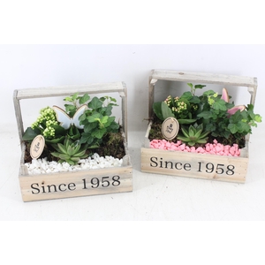 arr2 PL - Bollenkist 1958 vlinder - roze/wit