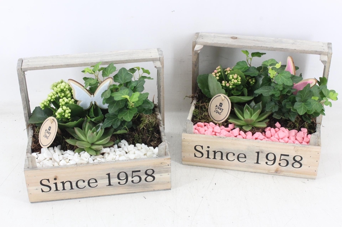 <h4>arr2 PL - Bollenkist 1958 vlinder - roze/wit</h4>