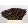 Leucadendron Saf Sunset Dark Red