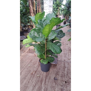 Ficus lyrata