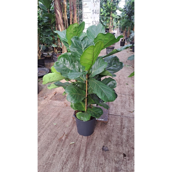 <h4>Ficus lyrata</h4>