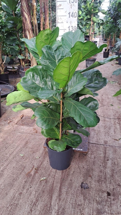 <h4>Ficus lyrata</h4>