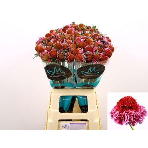 SCAB AT F SCOOP B PI