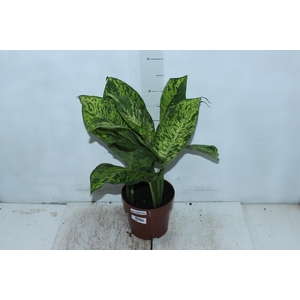 DIEFFENBACHIA SUNRISE P17
