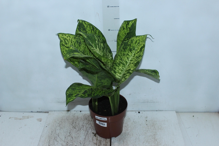 <h4>DIEFFENBACHIA SUNRISE P17</h4>
