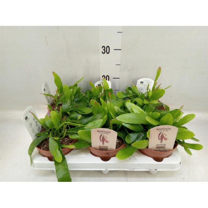 <h4>Rhipsalis   ...</h4>