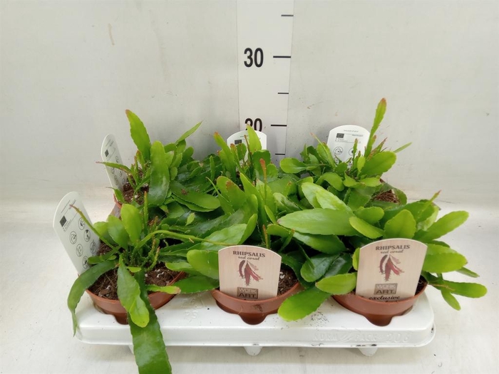 <h4>Rhipsalis   ...</h4>