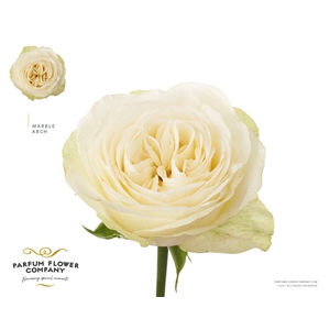 Rosa Garden Marble Arch