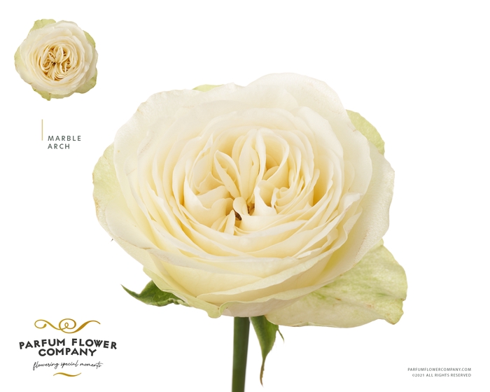 <h4>Rosa Garden Marble Arch</h4>