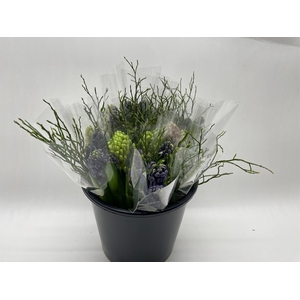 Mono Hyacint ass. x5