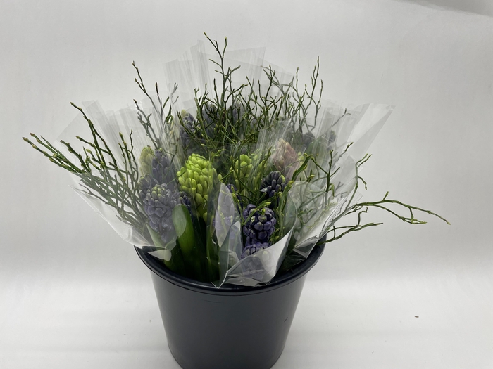 <h4>Mono Hyacint ass. x5</h4>