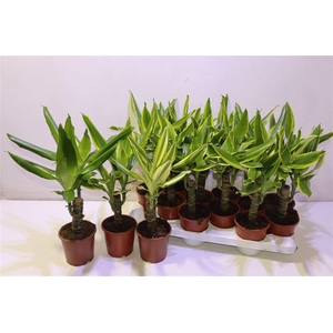 arr8 Dra Frag Gem 3 Srt Mixk