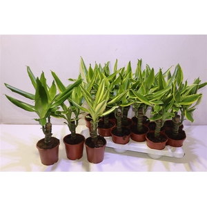 Dra Frag Gem 3 Srt Mixk