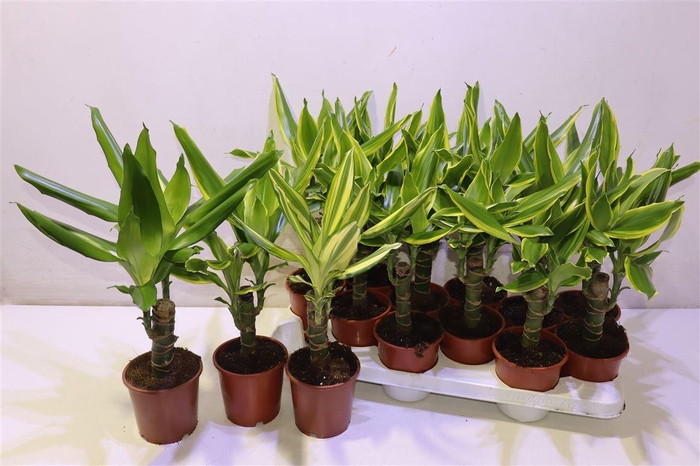 <h4>Dra Frag Gem 3 Srt Mixk</h4>