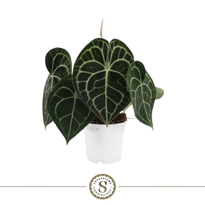 Anthurium Clarinervium