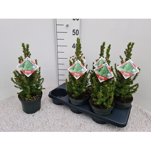 PICEA GL CONICA