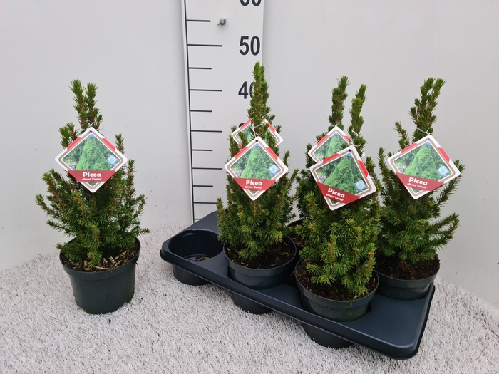 <h4>PICEA GL CONICA</h4>