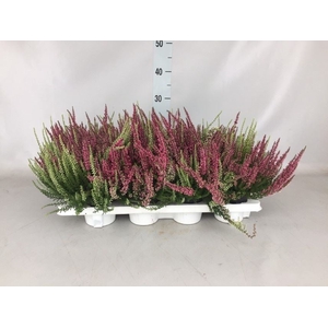 Calluna vulg. 'Garden G Twin'