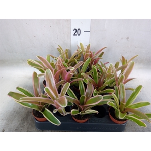 Nidularium  'Fire Ball Striped'