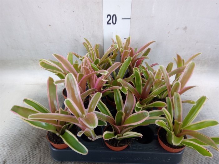 <h4>Nidularium  'Fire Ball Striped'</h4>