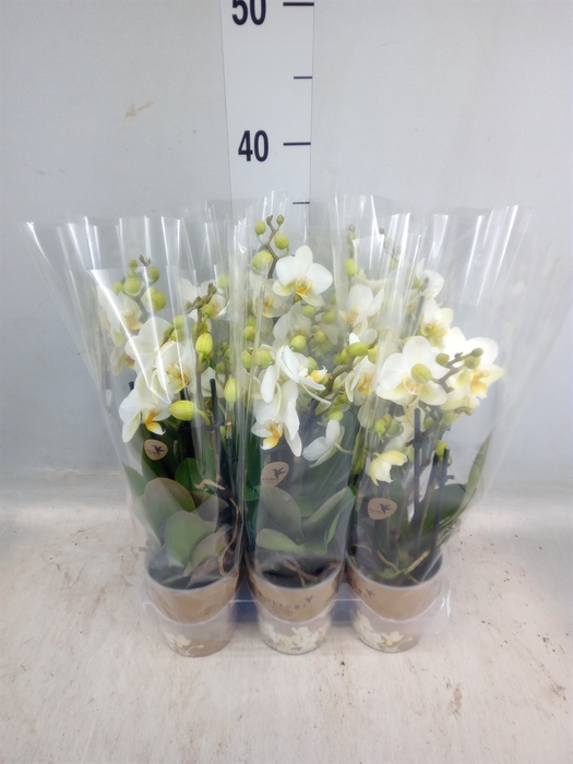 <h4>Phalaenopsis multi. 'Ant Lausanne'</h4>